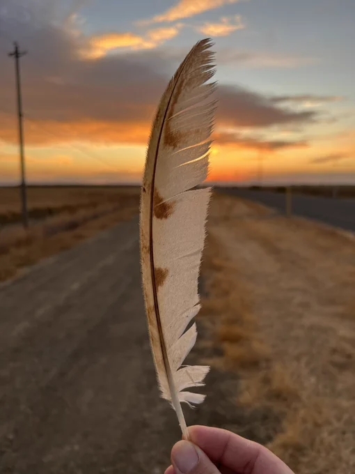 Barn owl feather in hand
