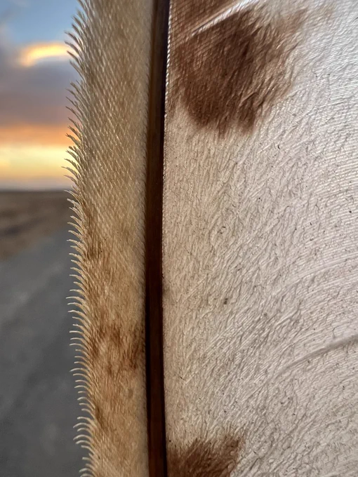 Close up of serrations on barn owl feather