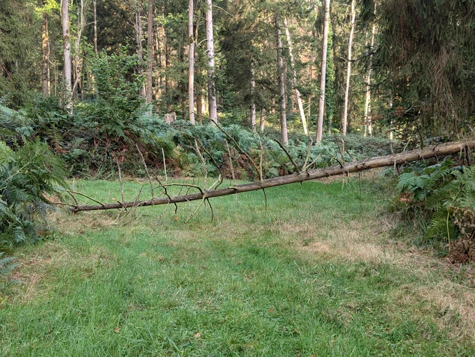 Fallen branch.