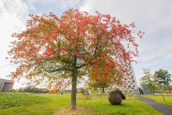 The image shows a large tree with autumn-colored leaves, predominantly red with some green, standing on the campus of Wageningen University and Research. Behind the tree is the Atlas building, recognized by its distinctive white lattice structure. In the bottom left corner, the Forum building is visible, a large rectangular structure with brown and glass facades. To the right of the tree is a large spherical cauldron sculpture. The tree stands in a grassy area with a partly cloudy sky, creating a peaceful atmosphere on the university campus.
