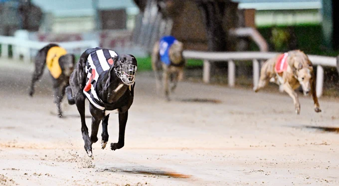 Tarsna Maasai leads a class race at Shelbourne last night.   Proud of the boys.