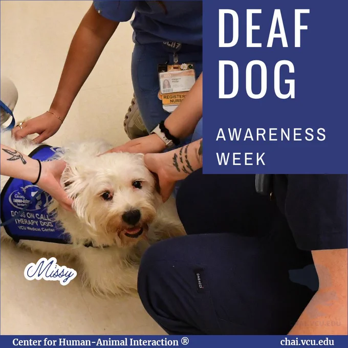 Image Description: Missy the mixed-breed therapy dog lay on the floor as health staff pet her. Text reads: Deaf Dog Awareness Week, Missy.