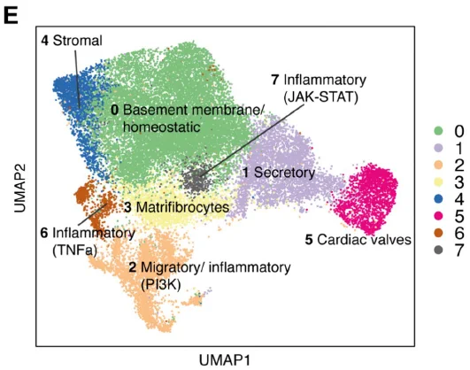 Integrated atlas of cardiac fibroblasts from different disease
models.  UMAP embeddings, showing the integrated
fibroblast atlas colored by cell clusters, i.e. the integrated fibroblast
states (IFS). Labels indicate possible fibroblast differentiations
based on functional characterization.