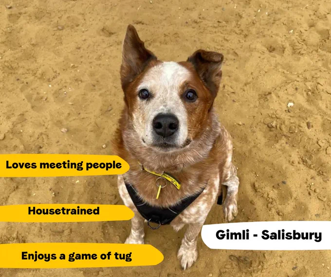 [Image Description: Gimli is an Australian Cattle Dog sitting down outside in some sand looking up at the camera. Around him are quotes that read: Enjoys a game of tug
Housetrained
Loves meeting people
Gimli - Salisbury]