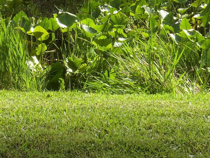 Can anyone spot the gator lurking in the thick vegetation?