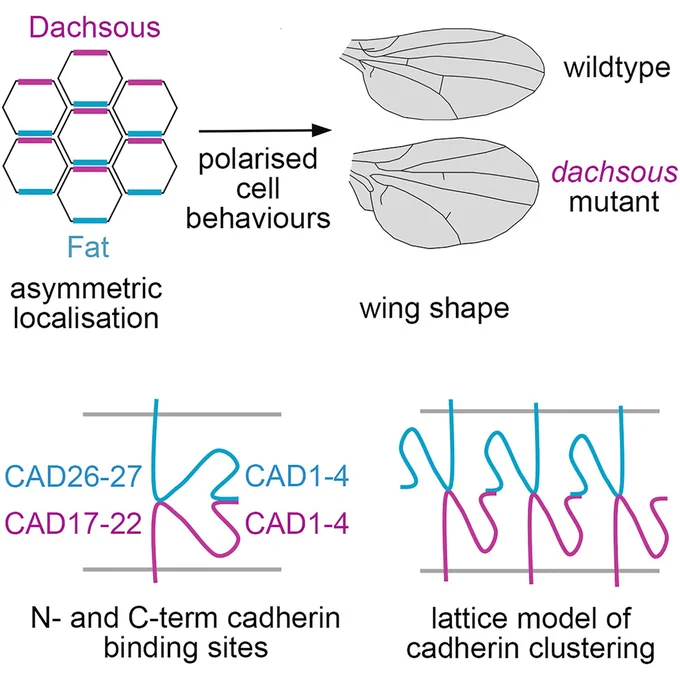 Graphical abstract showing Fat-Dachsous interactions via a newly identified second site