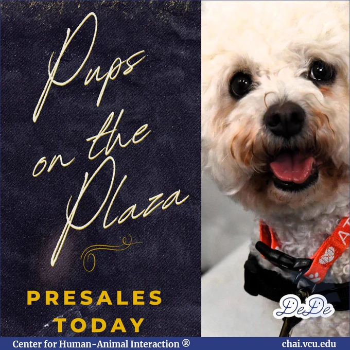 Image Description: DeDe the therapy dog is on the right side of the graphic. Text on the left reads: Pups on the Plaza, presales today. Dede.