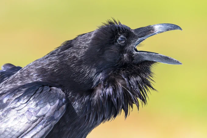 Raven croaking.