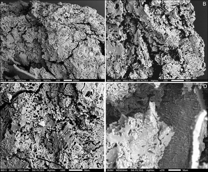Microscopic images of charred plant food remains from Middle Palaeolithic Shanidar.