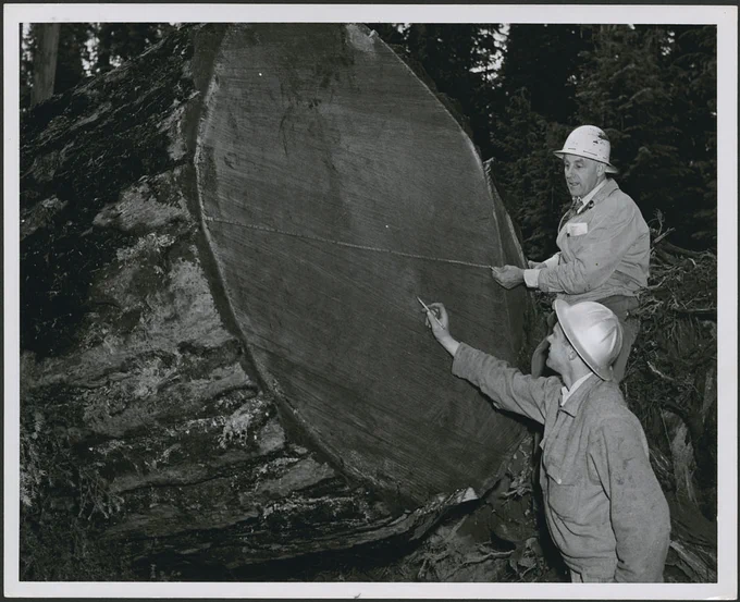 Des forestiers canadiens comptent les cernes d'un grand arbre de 804 ans. 