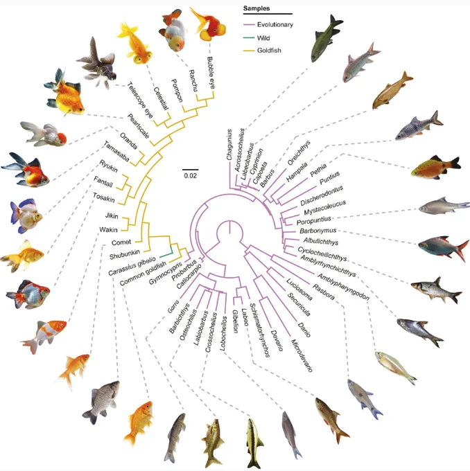 A radial phylogeny of fish, with photos of representatives of each genus at the tips of the branches. Branches are color coded as "evolutionary" (purple), "wild" (green), and "Goldfish" (yellow).