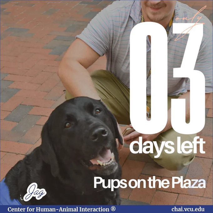 Image Description: Jag the Labrador Retriever Dogs on Call therapy dog sits looking at the camera as an employee is petting him. Text reads: 03 days left, Pups on the Plaza. Jag.
