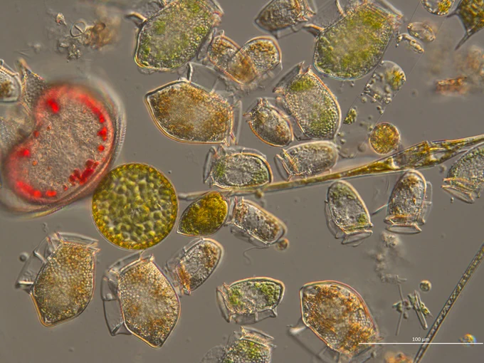L4 phytoplankton by Claire Widdicombe (PML)