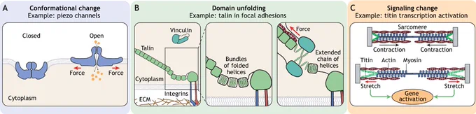 Schematic showing examples of mechanosensing via structural changes in proteins. Conformational changes (piezo channels), domain unfolding (talin in focal adhesions) and signalling change (titin transcription activation).