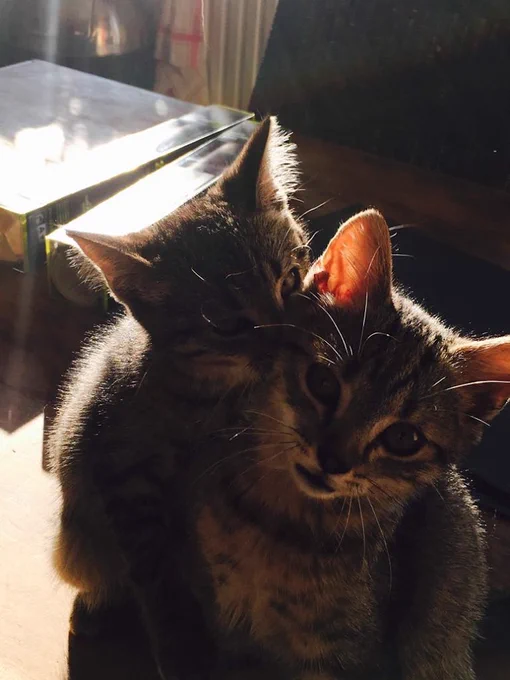 Photo de deux chatons