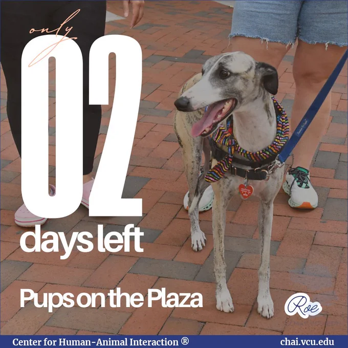 Image Description: Roe the whippet stands on a brick path. Text reads: 02 Days Left, Pups on the Plaza. Roe.