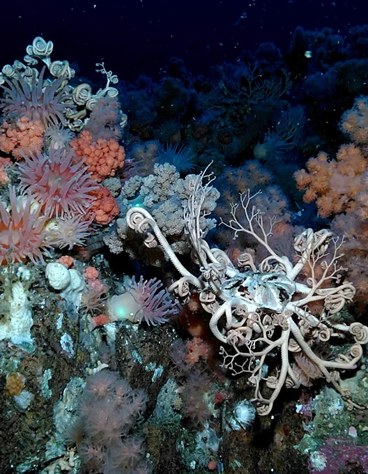 A habitat of soft corals, anemones and basket stars in Funk island Marine Refuge,  in Newfoundland, Canada.