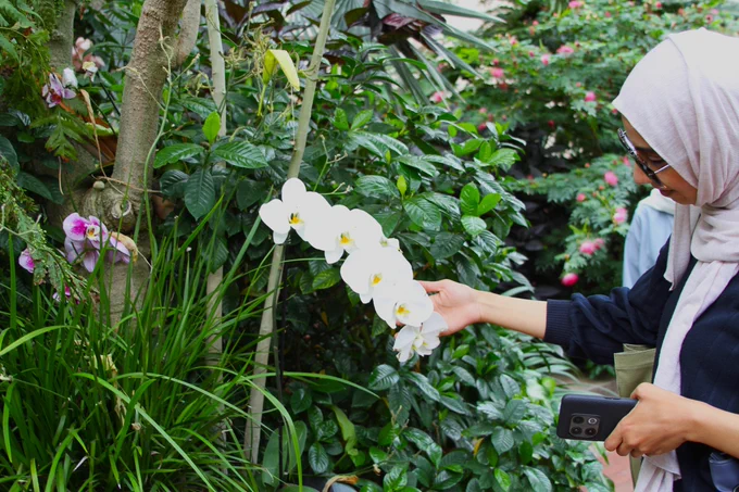 Person in a headscarf taking a photograph of white orchids in a lush garden.