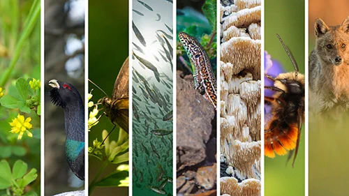 A decorative collage of different plants and animals, including grasses, a bird with a black head and red eye, a butterfly, a school of fish, a lizard, a bee, and a coyote. 