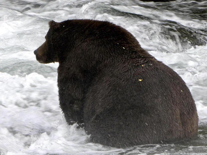 An adult bear and past contender for the Fat Bear Week crown, sitting in water fishing for salmon.