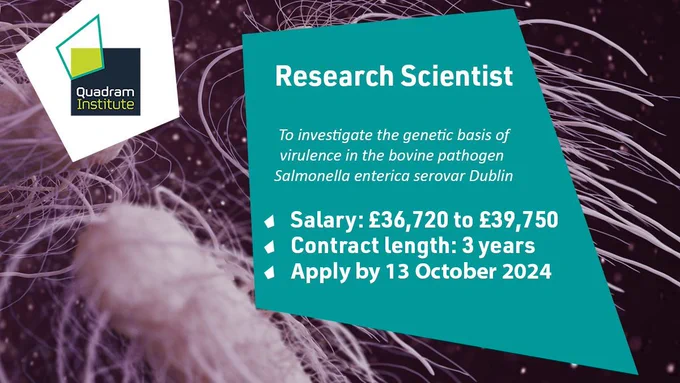 An illustration of Salmonella with the Quadram Institute logo and the text "Research Scientist, to investigate the genetic basis of virulence in the bovine pathogen Salmonella enterica serovar Dublin. Salary: £36.720 to £39,750. Contract length: 3 years, Apply by 13 October 2024"