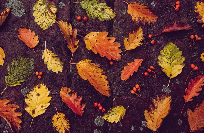 Red, brown and golden tree leaves lie scattered on a dark coloured ground with red berries in between them. 