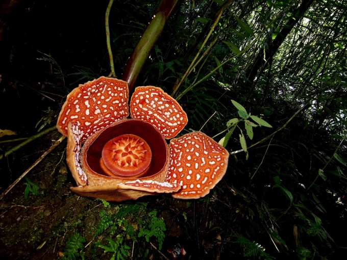 Rafflesia banaoana. It is a huge flower with a spiky centre, and five large red petals with white speckles.