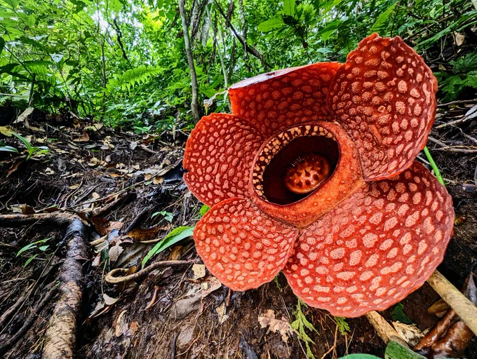 Rafflesia kemumu in the rainforest. It is about a metre across with five large red speckled petals.
