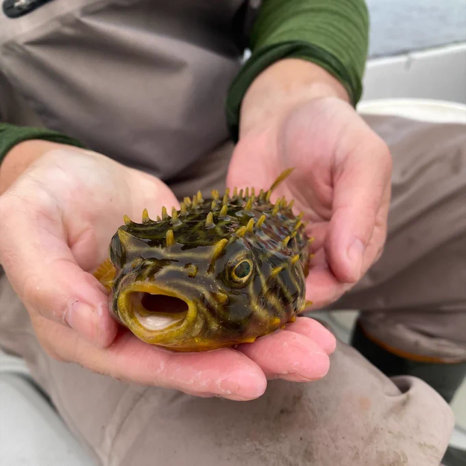 A person's hands holding a spikey, yellow and brown striped burrfish.