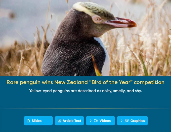 A yellow-billed penguin standing in it's natural habitat