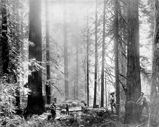Before Forest Park was established, it was privately owned (and homesteaded) and logged. OHS Research Library, bb002225