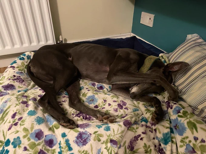 Same dog, on a flowery blanket, with her paw over her eyes, looking excessively cute. 