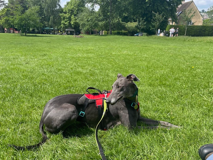 Bestest dog - greyhound (dark grey colour, though it’s called blue) with red harness, lying on grass in a park, looking behind her. 