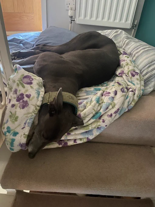 Same silly dog, on blanket, hanging her head off the top of the stairs. 