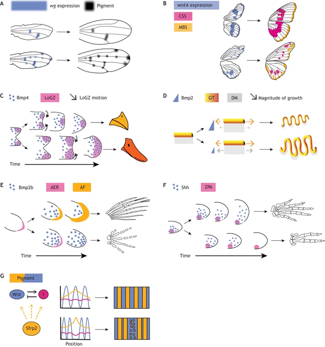 Figure 3: Examples where modulation of morphogen signalling maps to changes in patterning and form between species