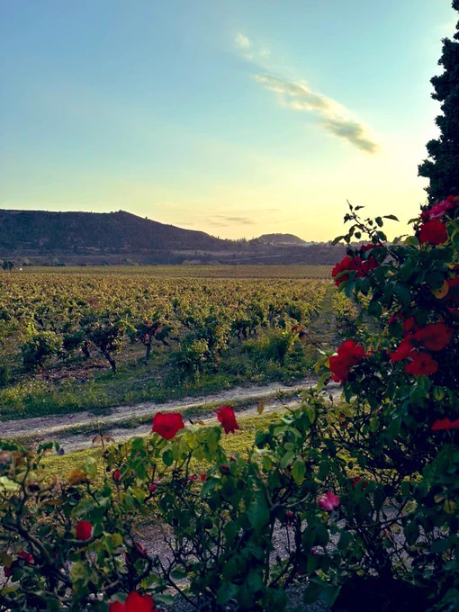A view of the vineyard at dawn