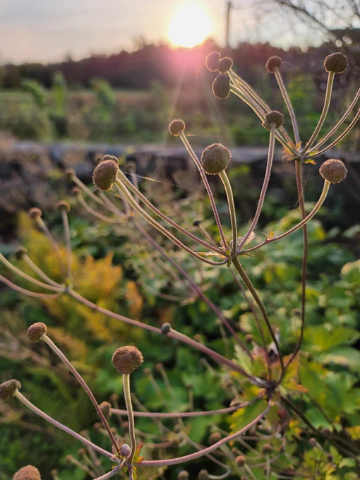 Flowers that have lost their petals but that still stand towards the sun