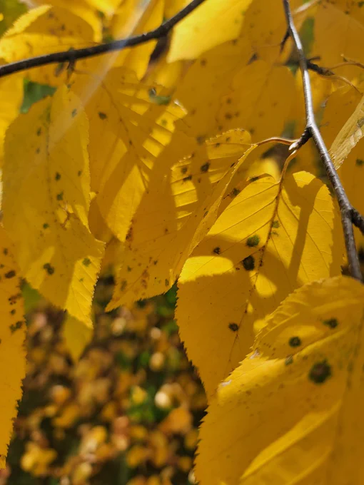 Pretty yellow leaves that have yet to fall. Sunbeams shine through the branches