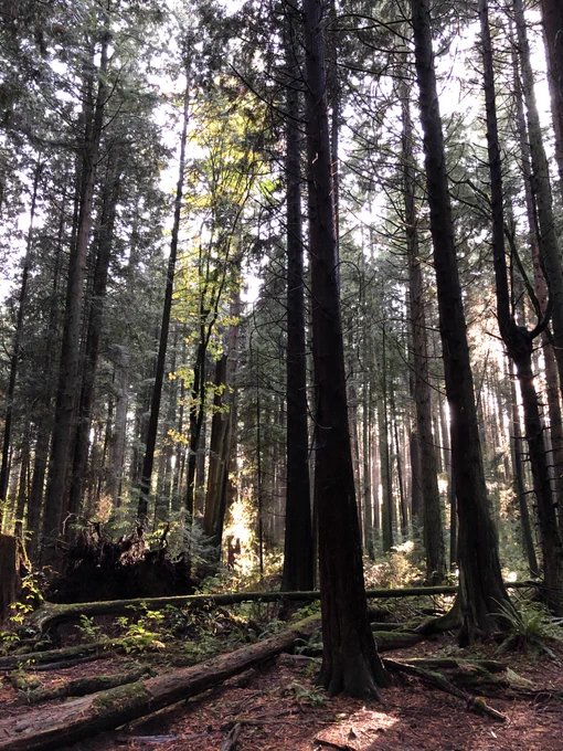 Pacific Spirit Regional Park (near UBC)