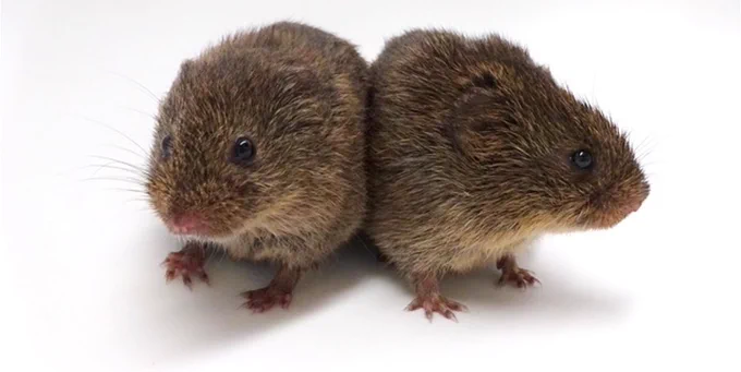 Two cuddling prairie voles on a white background. 