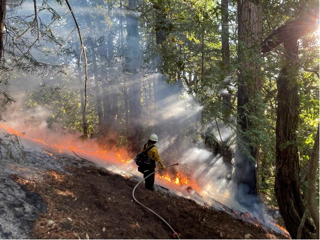 People is protective gear set prescribed burn. Low flames visible on forest floor. Photo by Barb Satink Wolfson