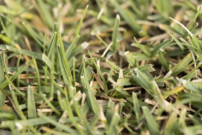 Very close-up photo of blades of turfgrass