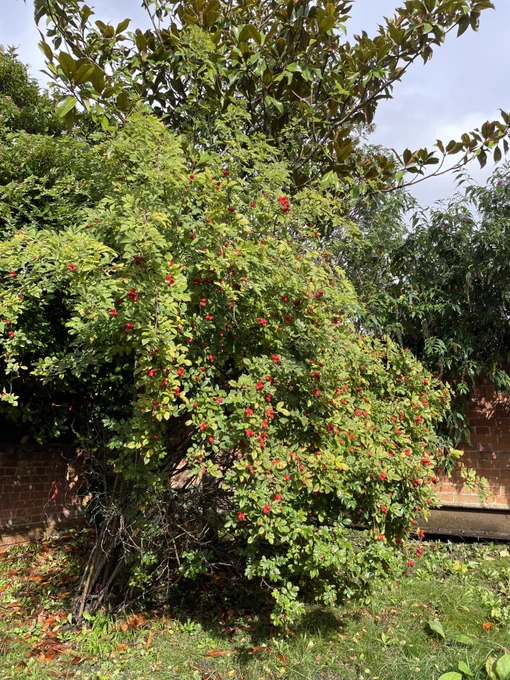 Photo of rosebush with rosehip berries in the autumn sunshine