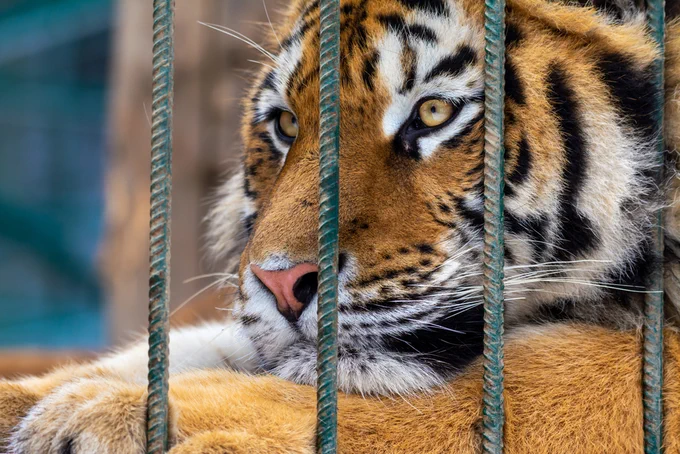 A captive tiger. Stock photo.