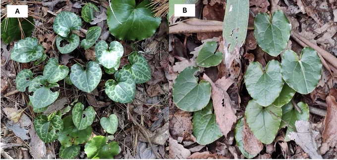 A two-paneled image of a variegated and non-variegated plant from the genus Hexastylis. The plants have heart-shaped leaves with a cordate leaf base and obtuse apex. The left variegated plant image shows leaves with a pale green color spreading from the veins against a dark green background, creating a pale green webbing pattern. The right non-variegated plant image has leaves that are uniformly dark green. Both plants are surrounded by leaf litter on a forest floor.