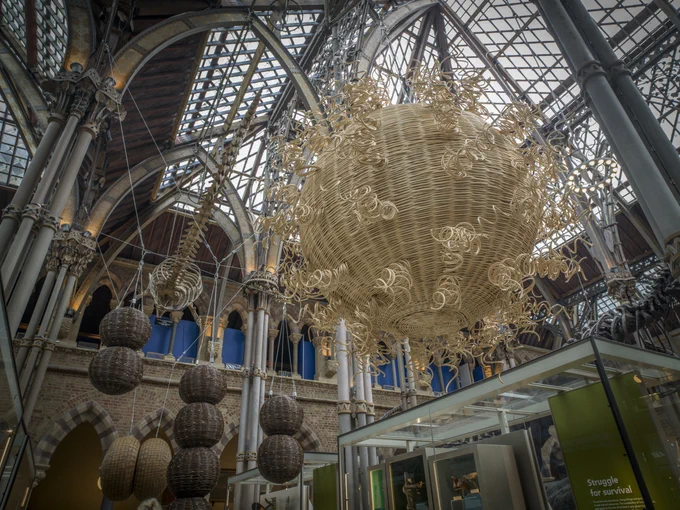 Interior of the Oxford University Museum of Natural History showcasing a large woven sculptures of covid-19 and the bactierias causing meningitis and pneunomia 