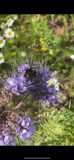 Bumblebee inside a Phacelia flowering head