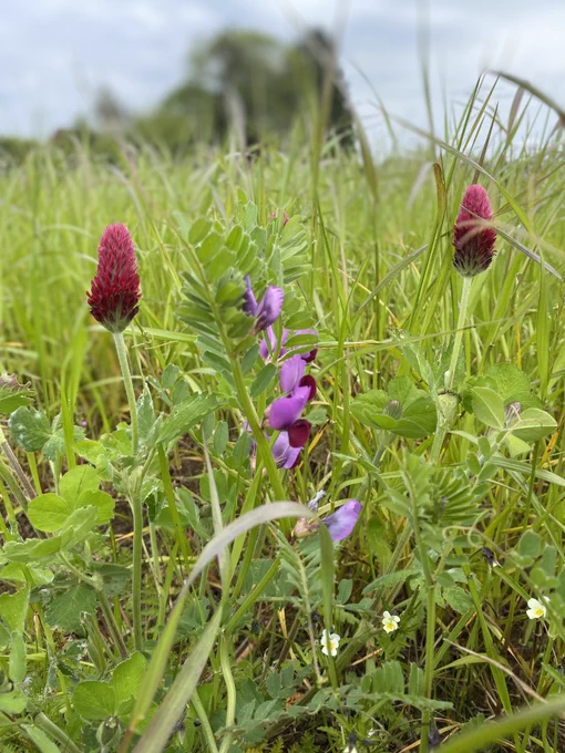 Flowering Crimson Clover and Common Vetch in a grass seed mixture