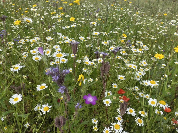 Array of flowering annual plants on farmland