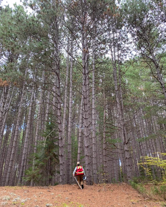 Forestier regardant la canopée des arbres. 